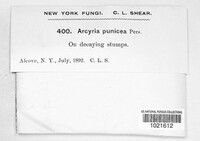 Arcyria denudata image